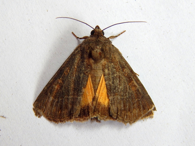 Noctuidae da ID - Thalpophila matura